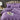 Lenjerie de Pat Dublu, Damasc Finet, 4 Piese, UNI, Mov, ST13135