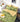 Lenjerie de pat dublu cu Elastic, Finet, 6 Piese, Albinute, Verde/Galben, J14610-ELASTIC